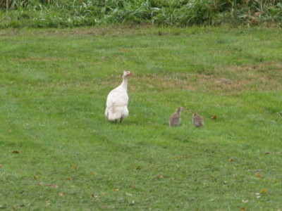 Charlie and Babies